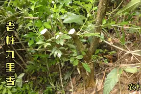 老桩“九里香”，小伙在山上挖到一棵，造型还不错视频封面