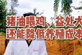 猪油喂鸡这么好！还能降低成本，你知道吗？