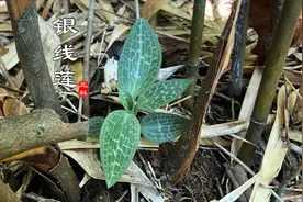 野生“银线莲”十分稀少珍贵，上山看到别不认识，用途了解吗？视频封面