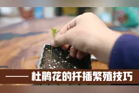 杜鹃花怎么扦插繁殖？园艺师教你，咔嚓剪成斜口，插土里就能活视频封面