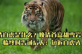 白虎是什么？晚清首富胡雪岩，临终时告诫后人：勿近白虎视频封面
