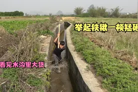 小伙去稻田干农活，发现水沟里有鱼，举起铁锹一阵猛砸，真过瘾视频封面