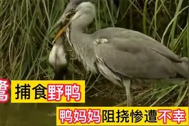 苍鹭捕杀小野鸭，鸭妈妈拼命阻挠，结果团灭，自己也惨遭毒手视频封面