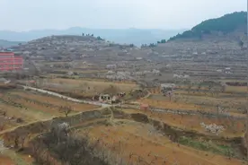 航拍济南穆家庄的杏花开满山坡视频封面