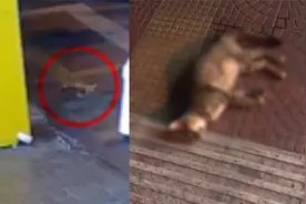 福建龙岩现高空抛猫，一小时4猫被扔下楼，目击者：落地声像爆炸视频封面