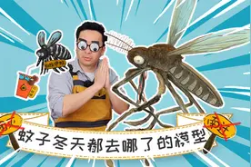 一到夏天就猖狂，一到冬天就消失？蚊子冬天都去哪了？视频封面