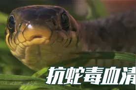 抗蛇毒血清 原来是这样制作的视频封面