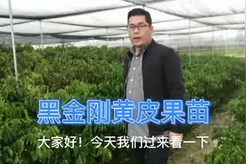 不裂果的甜黄皮，黑金刚黄皮，种植2年投产软枝黄皮产量高