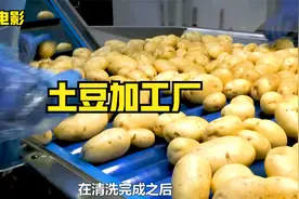 探访土豆加工厂，土豆是如何加工成鲜土豆淀粉的视频封面