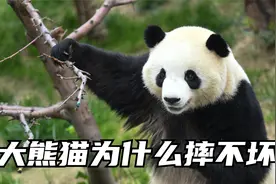 你见过大熊猫摔跤吗，哈哈哈视频封面