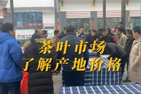 2023年新茶上市 春天的第一鲜 来到茶叶产地了解价格才300多1斤视频封面