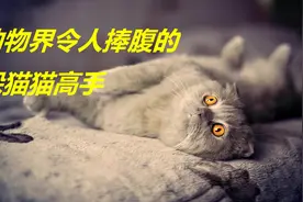 为什么捉迷藏又叫“躲猫猫”？看完你就懂了视频封面