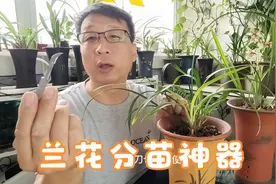 兰花老苗不能白白的浪费了，要及时处理，还能再发新芽视频封面
