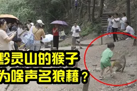 黔灵山的猴子，为什么声名狼藉？亲眼目睹，泼猴抓哭小男孩视频封面