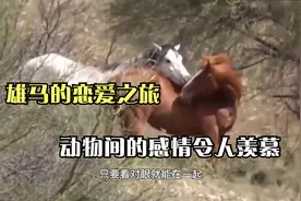 雄马的初次恋爱之旅，母马很崇拜公马，动物之间的爱情令人羡慕视频封面