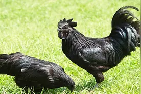 西马尼乌鸡，公鸡中的战斗鸡，100%纯黑视频封面