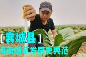 河南烟草种植史，最早引进烟叶的是中牟县，最成功的的却是襄城县视频封面