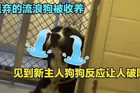 拍到狗狗被收养瞬间，见到新主人时的反应让人破防视频封面