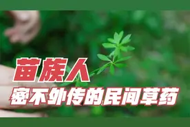 揭秘苗族接骨全靠一根草？中医专家现场揭开真相！视频封面