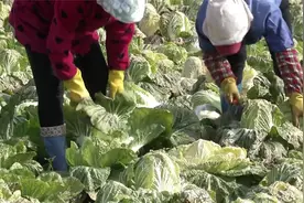 20万亩嘉鱼蔬菜上市，日销全国1500吨！今年应季蔬菜价格如何？视频封面