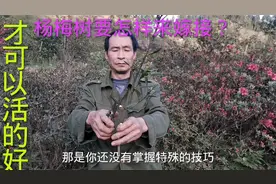杨梅树的嫁接，要注意哪些事项，才可以提高成活率？视频封面