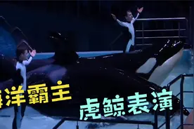 俄罗斯~海参崴海洋馆，海洋霸主，体型最大的海洋哺乳动物虎~虎鲸视频封面