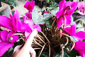 买回来的仙客来，花朵萎蔫下垂，没多久又黄叶掉花？视频封面