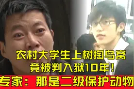 大学生上树掏鸟窝，被判入狱10年，网友直呼人命不如鸟命！视频封面