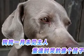 原来万物皆有灵是真的，狗狗一月未见到主人，重逢时哭的像个孩子视频封面