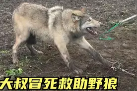 野狼被恶人设下的陷阱夹住了，好心人冒生命危险施救，结局很暖人视频封面