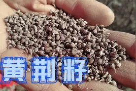 晒干的黄荆籽，没想到还是个宝，用好三个厉害妙用能省不少钱视频封面