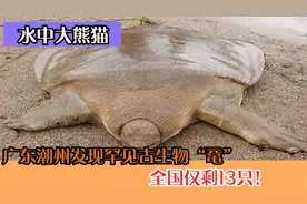 广东潮州发现罕见水中大熊猫，古老爬行动物“鼋”，全国仅剩13只视频封面