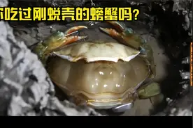 你吃过刚蜕完壳的螃蟹吗，软糯的像果冻，不用处理直接吃特别鲜
