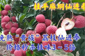 晚熟“贵族”荔枝仙进奉成熟上市，价格了得，秒杀桂味3～5倍价格视频封面