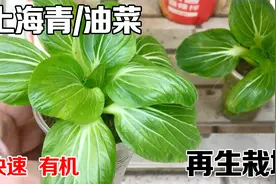 阳台种菜，小油菜这样种，20天左右就能吃上，简单又实用！视频封面