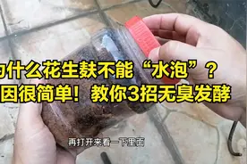花生麸为啥不能拿水泡？很多农民不会用，教你3个实用小方法视频封面