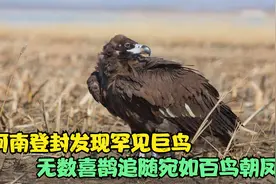 河南登封发现罕见巨鸟，无数喜鹊追随其后，宛如百鸟朝凤视频封面