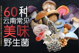 60种云南常见可食用野生菌，你吃过几种？最喜欢哪种？视频封面