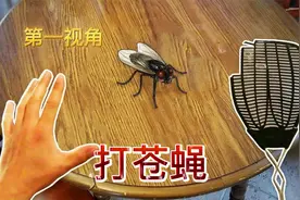 家里出现了一只超级苍蝇，怎么打都打不着，差点气死了！视频封面