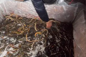 农村里这种蔬菜也能跟黄鳝套养，方法很简单，想学的快来看视频封面