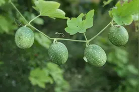 经常抽烟容易咳凑，多吃这种果子，润肺止咳，可以让肺部更加健康视频封面