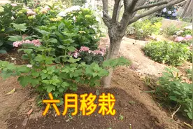 6月份移栽地栽乔木绣球小苗，需要注意哪些事情？园艺经验分享视频封面