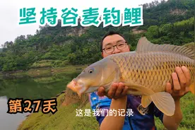 挑战谷麦逗钓100条鲤鱼，又遇库底子，再一次刷新最大鲤鱼记录！视频封面