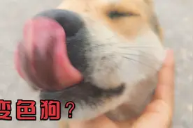 中国土狗的毛色是个谜，这条60斤灰土狗快变黄颜色视频封面