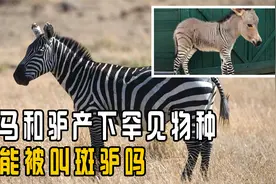 灭绝多年的斑驴再现！竟是斑马和驴杂交所生，它也能叫“斑驴”吗视频封面