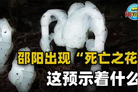 湖南出现“冥界之花”，在阴暗的林间发光，它的出现预示着什么？视频封面