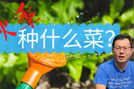 秋季种什么菜？1、叶子菜；2、萝卜类；3、甘蓝类蔬菜；4、豆类视频封面