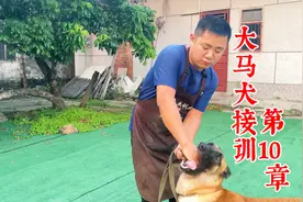 狗训练是老衔手怎么办？老耍无赖怎么办？看训犬师如何应对视频封面