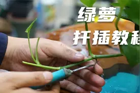 绿萝还用买？园艺师教你扦插绿萝，这可能是最全面的绿萝繁殖教程视频封面