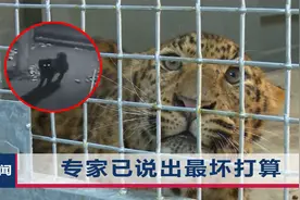 杭州金钱豹出逃后监控曝光：曾和一只黑狗纠缠片刻，最后它先逃了视频封面